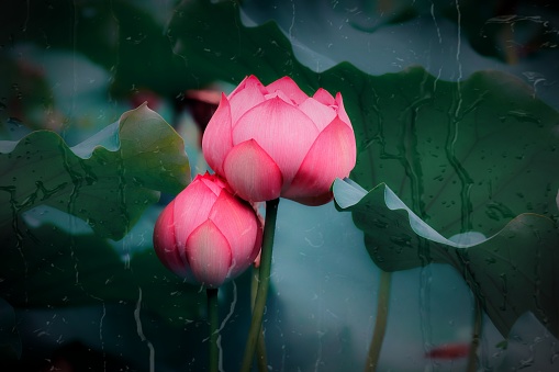Lotus blooming in the pond in summer