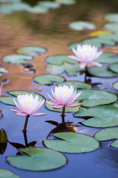 Lotus flower blooming in pond stock photo