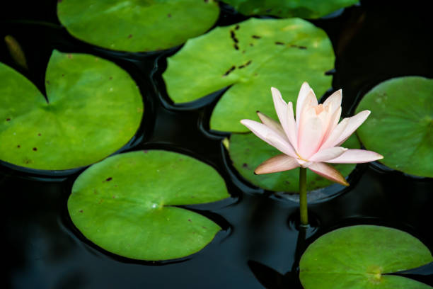 lotus flower green leaves in the lake stock photo