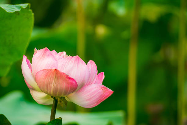 lotus flower green leaves in the lake stock photo