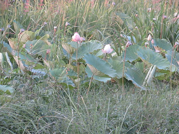 Lotus Flower of Inle Lake, Myanmar stock photo