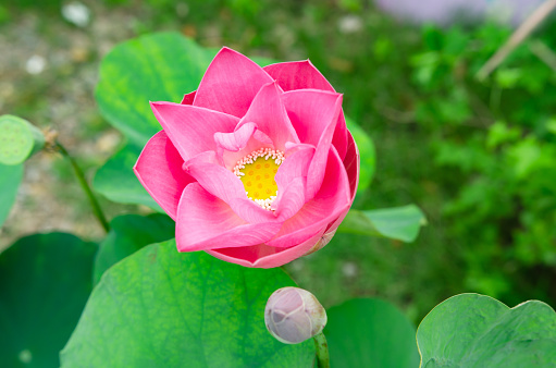 Lotus flowers that were blooming in the morning. Soft focus