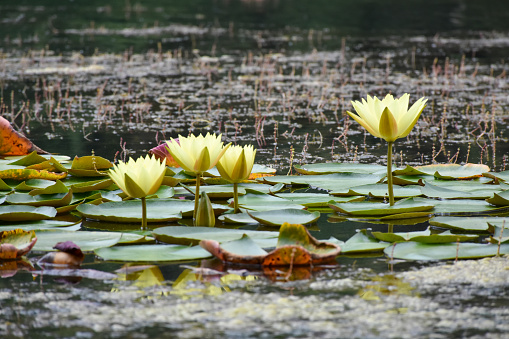 Lotus water lily flowers on the water surface, lake