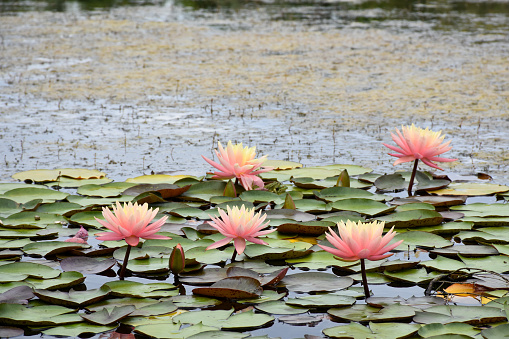 Lotus water lily flowers on the water surface, lake