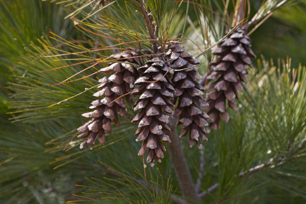 Loui Eastern white pine cones stock photo