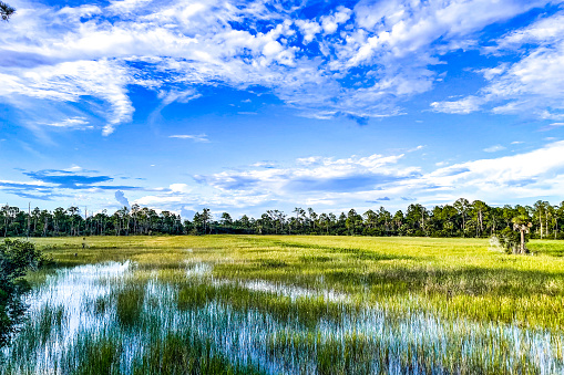 marsh and river grass in the swamps of Louisiana