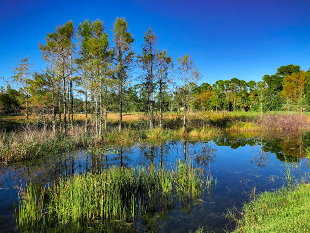louisiana marsh vijver - drasland stockfoto's en -beelden