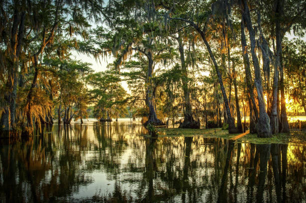louisiana swamp - broekland stockfoto's en -beelden