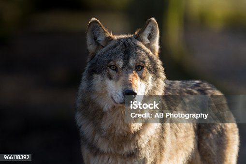 istock Loup gris - Grey wolf 966118392