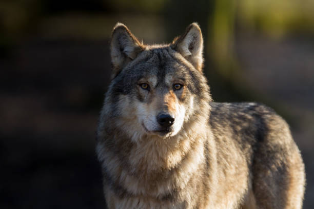 loup gris - grijze wolf - grijze wolf stockfoto's en -beelden