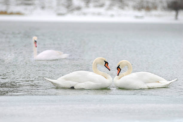 love and fidelity of the swans stock photo