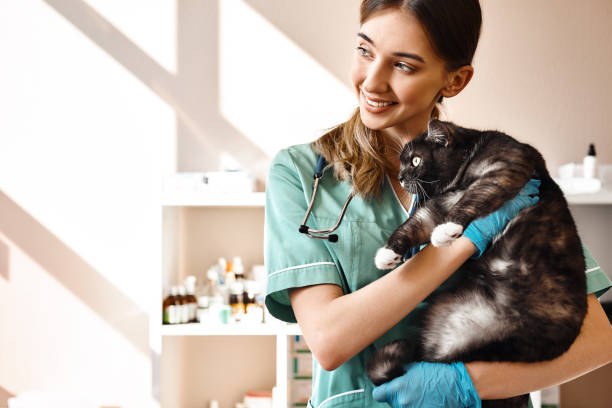 I love each of my patients! Smiling female vet holding a big black fluffy cat in her hands, smiling and looking at camera while standing in veterinary clinic stock photo