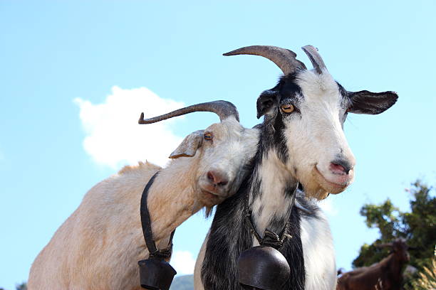 Love Goats stock photo