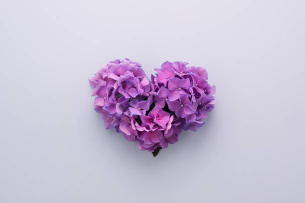 Love Heart shape made of violet flowers on lilac Heart shape made of purple flowers on lilac background. Gradient ultra violet colors palette. Love symbol. Top view hydrangea photos stock pictures, royalty-free photos & images