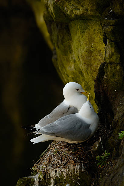 Love in the nest stock photo