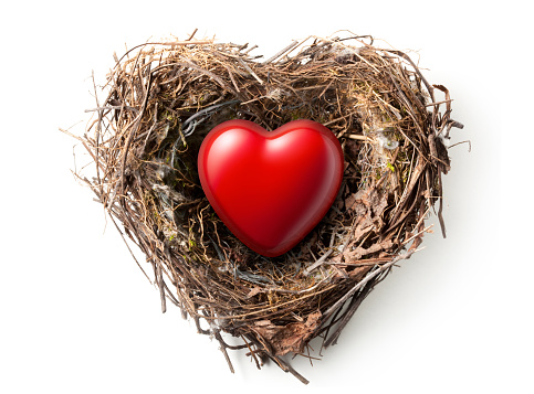 Red heart in the nest isolated on white background.