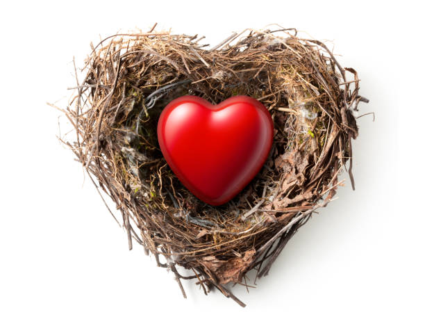 Love nest. Heart in the nest. stock photo