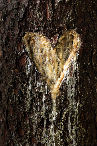 Love Vandalism on a Tree in National Park in Julian Alps