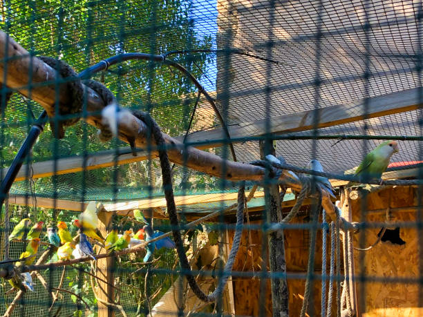 lovebird in the cage - prision imagens e fotografias de stock