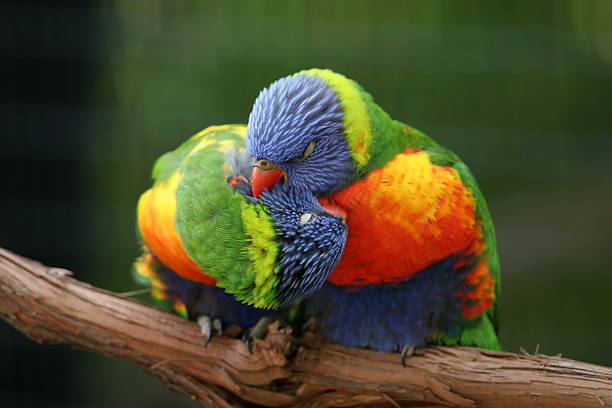 Lovebirds stock photo