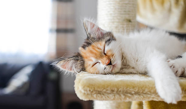 Lovely calico kitten sleeps on a scratching post stock photo