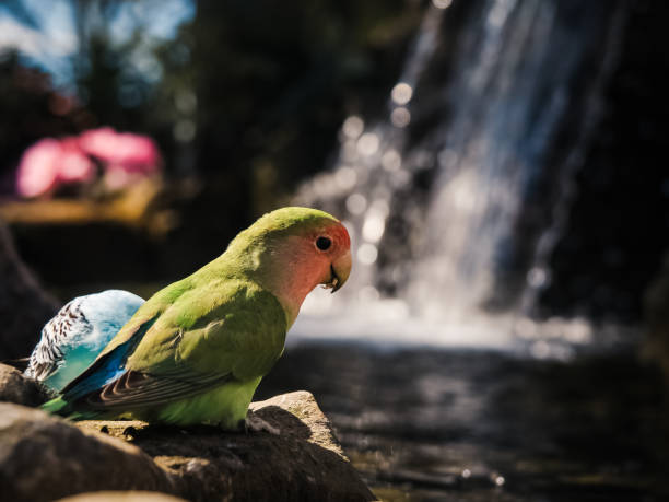 Lovely Lovebird stock photo