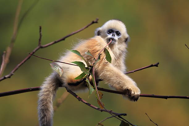 Lovely Monkey stock photo