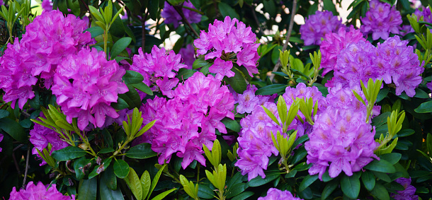 Rhododendron bush with many purple flowers