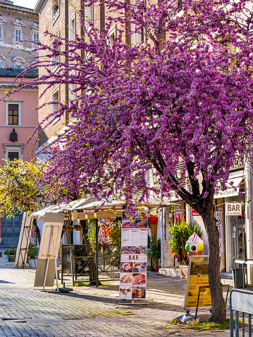 Rome, Italy, March 30 -- A Cercis siliquastrum, commonly known as the Judas tree, with its deep pink flowers, in a lovely square in Borgo Pio, near St. Peter's Basilica. Borgo Pio it's a lovely little quarter near the Vatican City and one of the most frequented places by the millions of tourists who visit Rome every year. Image in high definition format. Image in High Definition Format.