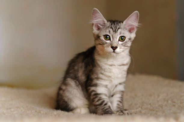 Lovely thoroughbred kitten Lovely thoroughbred gray kitten. Breed Kurilian Bobtail. Hypoallergenic breed of cats bobtail squid stock pictures, royalty-free photos & images