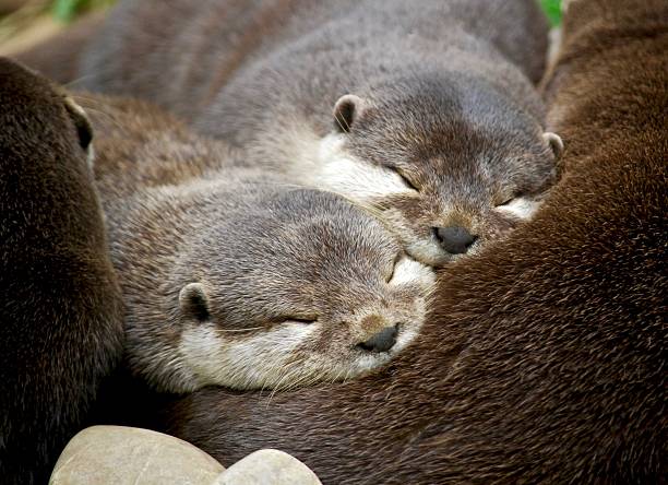 Lovely young otter family sleeping together  in UK Close up shot showing warm feeling of animal's family in springtime otter photos stock pictures, royalty-free photos & images