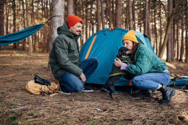A loving couple crouches next to a tent in the woods and plays with their pet, the dachshund dog stock photo