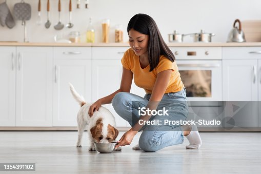 istock Loving korean lady petting her dog while feeding it 1354391102