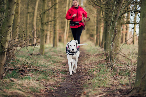 Loving Life Mature Caucasian female on a rural track, out for an early morning run with her two Dalmatian dogs. early morning dog walk stock pictures, royalty-free photos & images