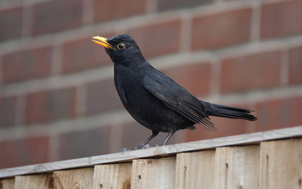 Photo of A low angle close-up shot of a male blackbird perching on a wooden fence against a blurry brick wall background.