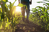 istock Low angle view at farmer feet in rubber boots walking along maize stalks 1326644171