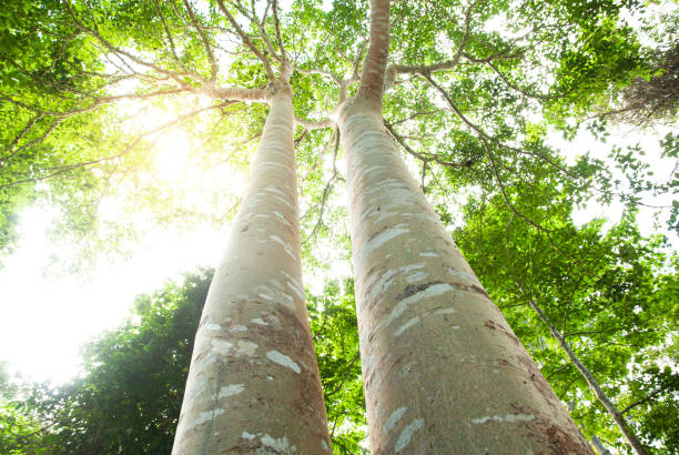 Low angle view of couple large banyan tree. stock photo
