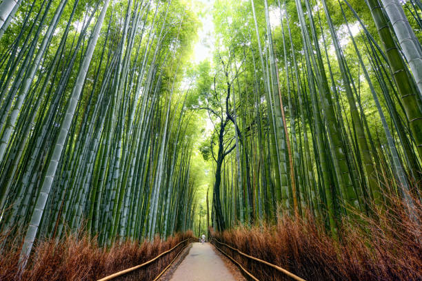 Low angle view of famous Arashiyama Bamboo Forest in Kyoto, Japan View of magical Arashiyama Bamboo Forest with green colored tree tops and pathway in Kyoto, Japan. kyoto prefecture stock pictures, royalty-free photos & images