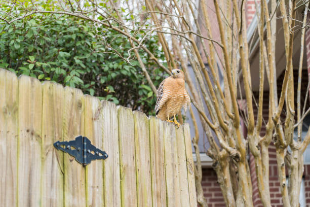 Low Angle View of Hawk Perched on Wood Fence Looking Left stock photo