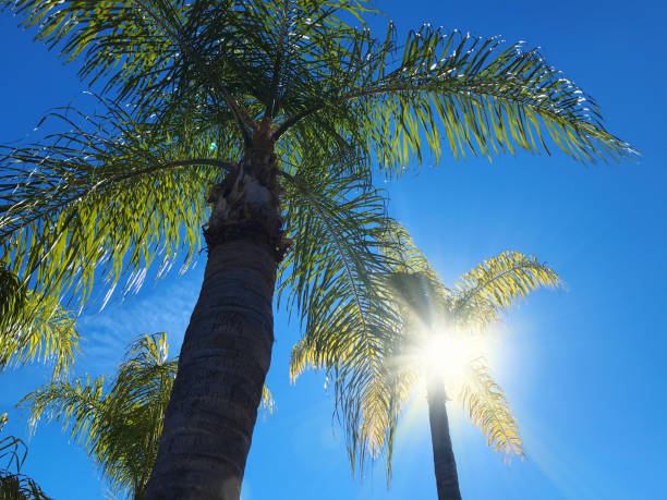Low angle view of tall palm trees over sunny blue sky stock photo