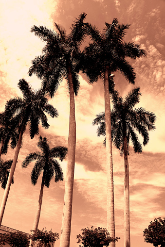 Coconut palm trees over dramatic sky in Florida, USA