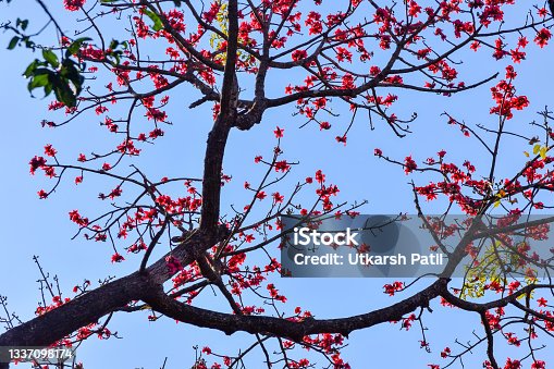 istock Lower angle of Bombax ceiba tree also known as Malabar silk-cotton tree, red cotton tree which have red colored flowers. 1337098174