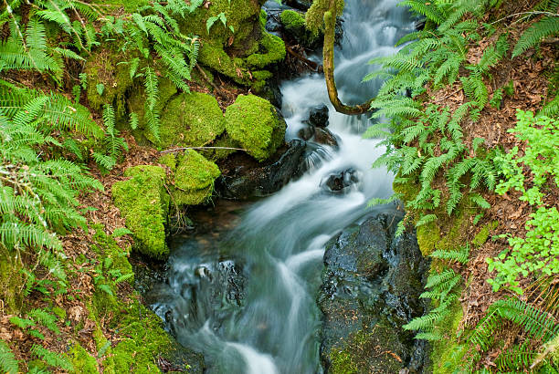 Lower Cascade Falls Lower Cascade Falls, surrounded by lush green vegetation, flows from Mount Constitution, the highest point in the San Juan Islands. This pretty waterfall is located in Moran State Park on Orcas Island, Washington State, USA. jeff goulden waterfall stock pictures, royalty-free photos & images