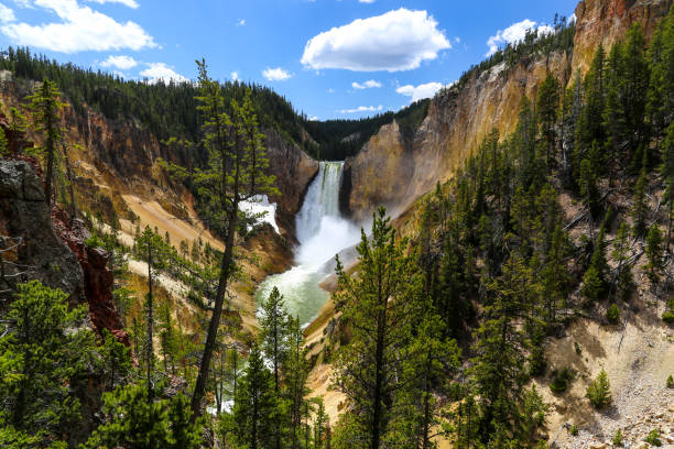 Lower falls of the Yellowstone in summer Lower Falls, the biggest waterfall in Yellowstone, is the most famous in the Park at 308 feet and lies in the Grand Canyon of the Yellowstone national park stock pictures, royalty-free photos & images