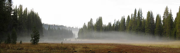 Low-hanging Fog over a Meadow stock photo