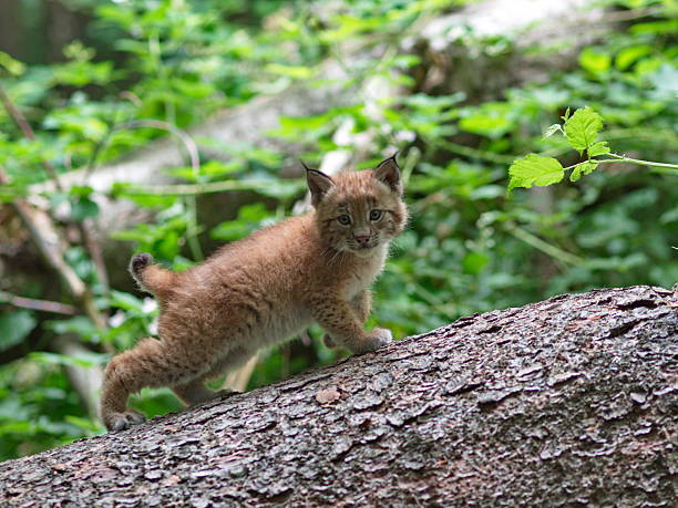 luchswelpe - euraziatische lynx stockfoto's en -beelden
