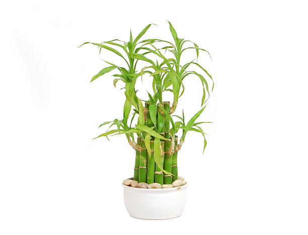 Lucky bamboo (Dracaena sanderiana) stock photo