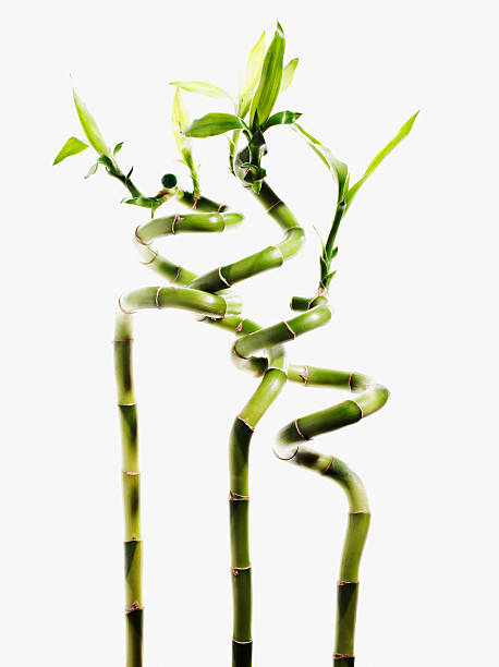 Lucky bamboo plants  bamboo plant stock pictures, royalty-free photos & images
