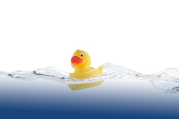 Lucky Swimming Duckling stock photo