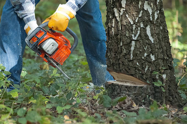 Lumberjack cuts down the tree by chainsaw stock photo